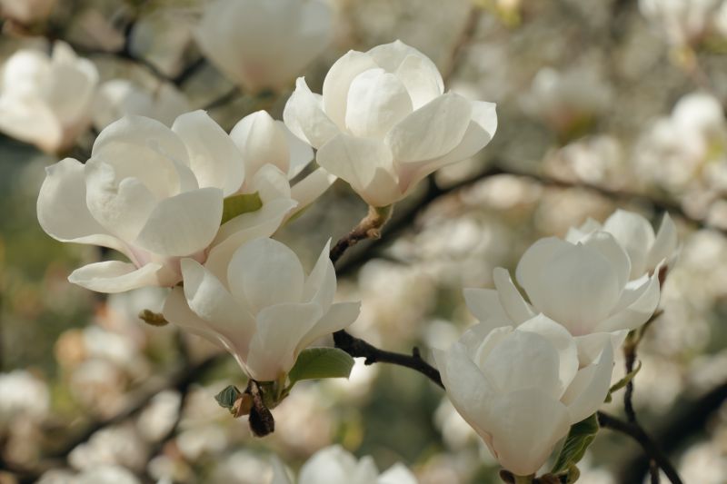 04-10-2024: Verhaallijnen en het Magnolia-effect